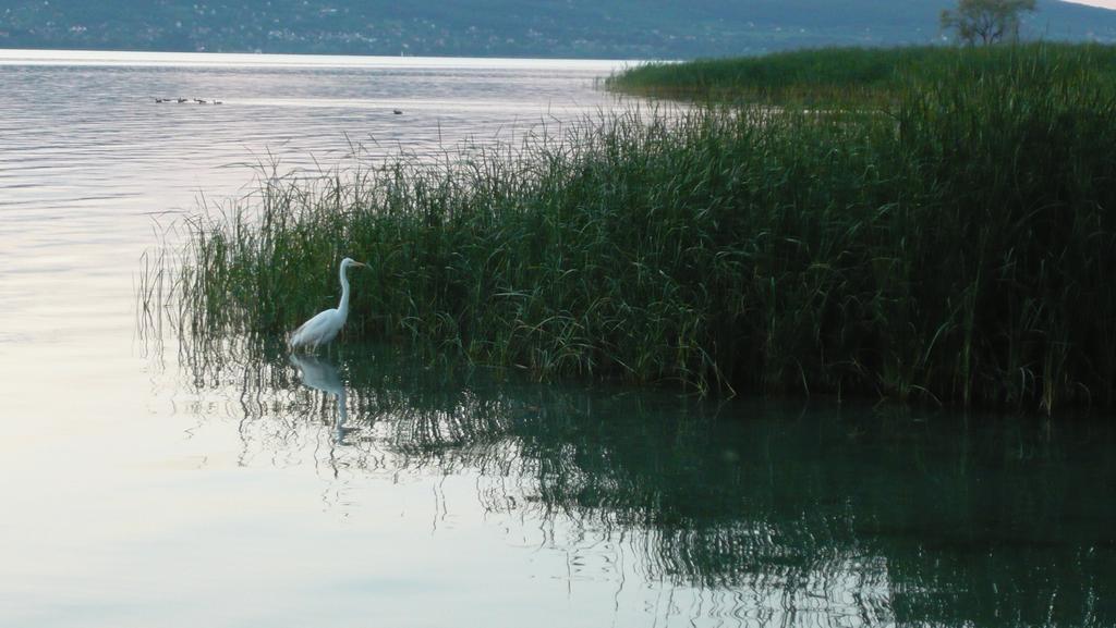 Aranyhid Hotel Balatonboglár エクステリア 写真